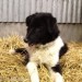 Male sheepdog missing Tallow/Midleton area