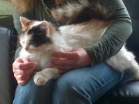 Female Cat Found Mogeely/Ballintotis/Castlemartyr/Midleton area