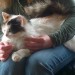 Female Cat Found Mogeely/Ballintotis/Castlemartyr/Midleton area