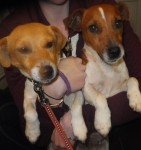 Two terriers found in Coppeen