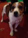 Male Jack Russell Lost
