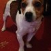 Male Jack Russell Lost