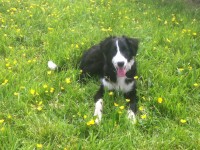 Female Collie X (sheepdog) lost in fountainstown, crosshaven, carrigaline area