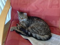 Female cat lost in Bishopstown