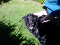 young black male collie x found on valentia island