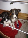 2 pups found in Summerstown / Wilton Court area, Wilton