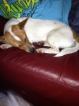 Female Jack Russell found in Limerick