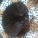 Chocolate long hair posh pet cat
