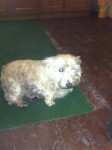 Female westie found glanmire co cork