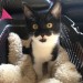 kitten found westbury clare b&w