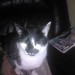 Female Cat lost in Annaghmore/Crossbarry area