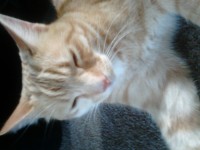Missing Ginger Tabby Cat in Cork city