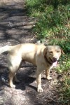 Male golden lab lost Midleton town area