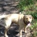 Male golden lab lost Midleton town area