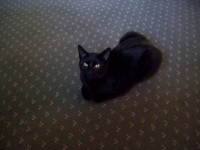 Male cat. Black. Lost in Carrigaline.