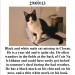 Male cat missing in Cloyne