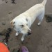 labrador male lost in Kerry
