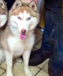 Female huskey lost in whitechuch