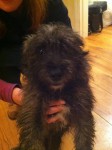 Male Terrier found in Belgooly,Riverstick