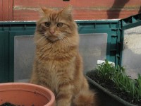 Long Haired Ginger Male.  Lost in Youghal