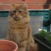 Long Haired Ginger Male.  Lost in Youghal