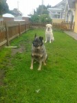 Lost German Shepard Cross with Liverpool Collar in Buttevant Area