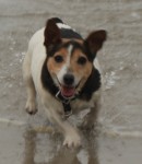 Female Jack Russell disappeared Riverstick
