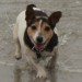 Female Jack Russell disappeared Riverstick