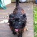 Female Cairnes Terrier mix lost in Ballincollig