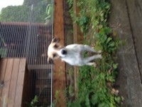 Jack Russell female. Kinsale area