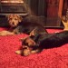 2 black and tan Terriers – 6 months old