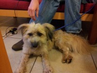 Westie/Terrier mix found in Cork city centre