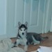 Female 4 months old grey&white Siberian Husky lost in Cork