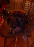 Female dog found in midleton