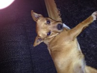 Rusty colour female  terrier approximately a year old found near east cork oil in midleton