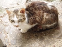 Small male cat lost in Limerick