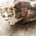 Small male cat lost in Limerick
