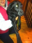 Found male black labrador in Raheen