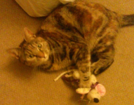 Female ginger/brown tabby lost in Cork City