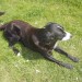 Male Collie/Lab mix lost in Aghadoe, Killarney