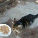 Elderly Tabby Cat lost from Toonsbridge