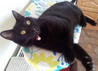 GIZMO – Small Female Black Cat lost in Douglas