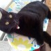 GIZMO – Small Female Black Cat lost in Douglas