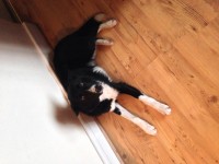 Male black and white young maybe collie