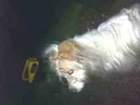Update on dog found near airport, Forgehill