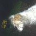 Update on dog found near airport, Forgehill