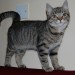 tabby 5months old cat lost in st lukes, cork