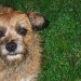 Border terrier bitch missing from Rosscarbery area