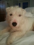 White terrier & wheaten terrier lost Farran / aherla area tonight