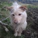 Male Terrier lost Inistioge, South Kilkenny